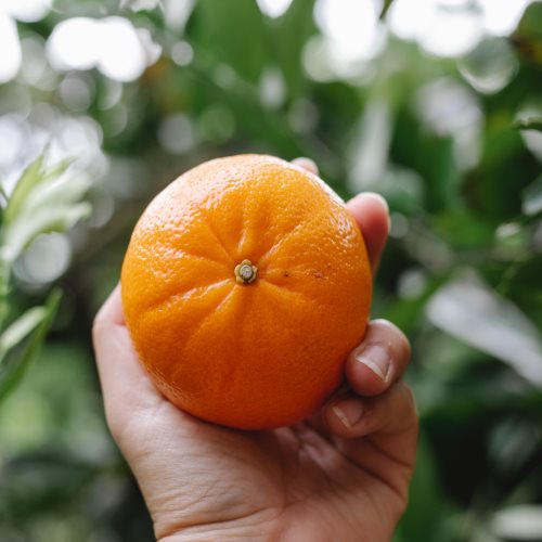 Mandarina Ecológica Nadorcott
