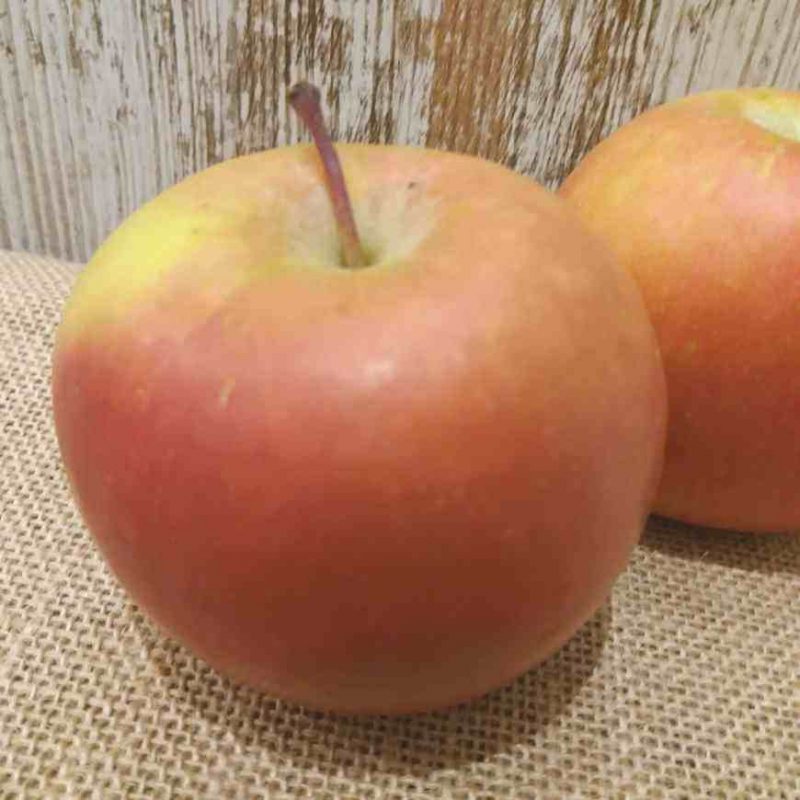 manzana fuji ecologica
