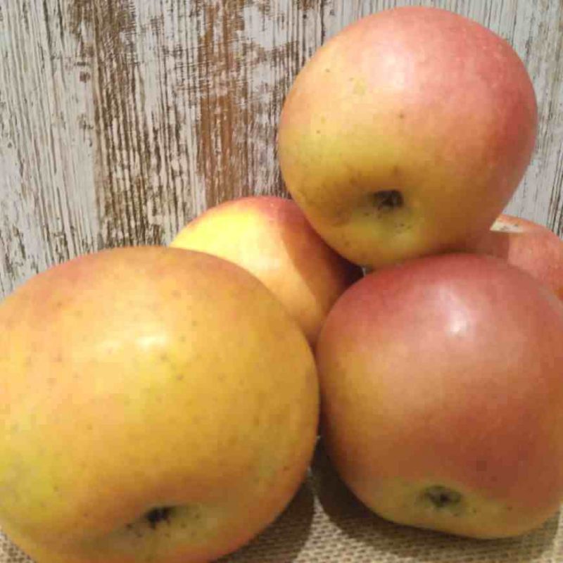 manzana fuji ecologica