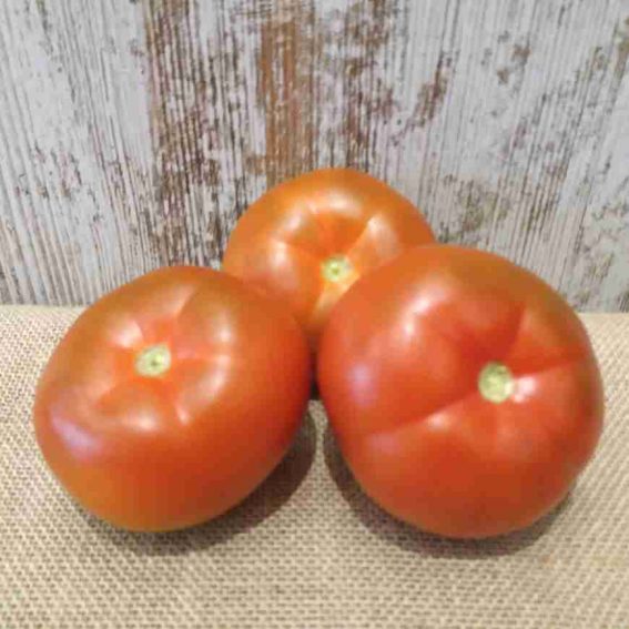 Tomate ecológico