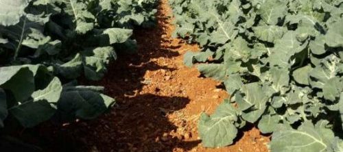 Frutas y Verduras Ecológicas 1