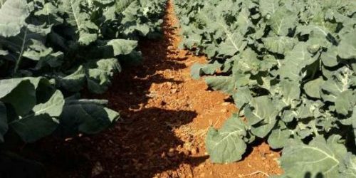 Frutas y Verduras Ecológicas 1