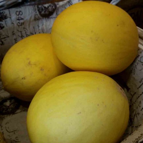 Melón Canario Ecológico