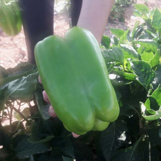 Pimiento Verde Ecológico