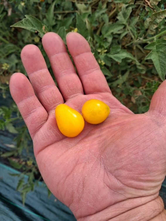 CHERRY PERA AMARILLO AGROECOLOGICO