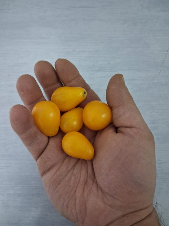 CHERRY PERA AMARILLO AGROCOLOGICO